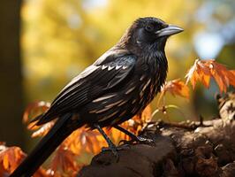 Raven perched on a branch in the forest photo