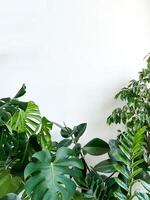 Plant Monstera deliciosa, zamiokulkas and ficus on white background. minimalism photo