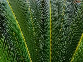 Close up of a green palm leaf. Natural background and texture. photo