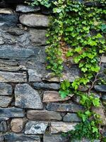 Climbing ivy on a brick wall. Green leaves and branches of ivy on a stone wall. photo