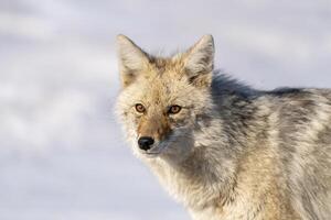 Prairie Coyote Canada photo