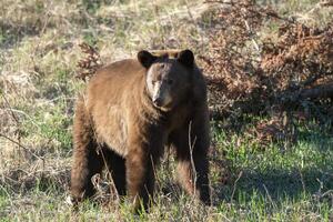 Cinnamon Black Bear photo