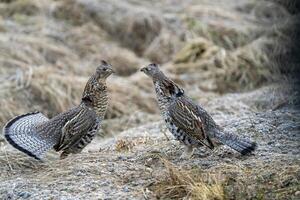 Ruffed Grouse Saskatchewan photo