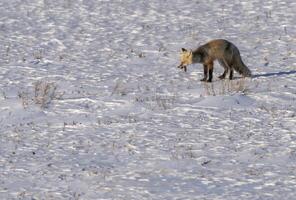 Fox Hunting Canada photo