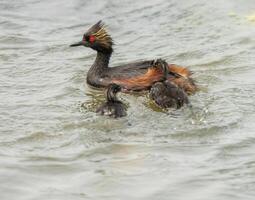 Eared Grebe Canada photo