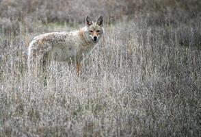 pradera coyote Canadá foto