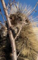 Porcupine Close Up photo