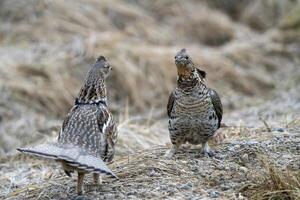 Ruffed Grouse Saskatchewan photo