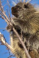 Porcupine Close Up photo