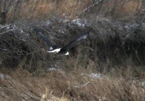 Bald Eagle Canada photo