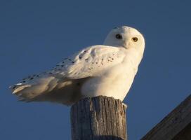 Snowy Owl Winter photo