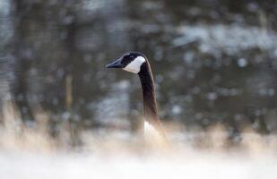 Canada Goose Saskatchewan photo