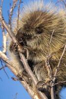 Porcupine Close Up photo