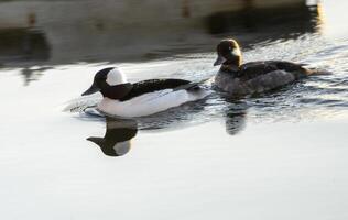 Merganser in Saskatchewan photo