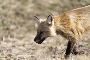 Fox Hunting Canada photo