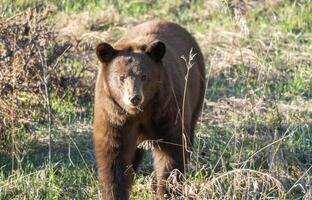 Cinnamon Black Bear photo