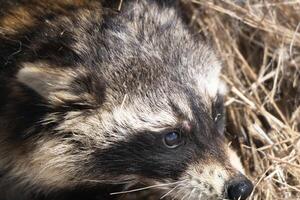 Close Up Racoon photo