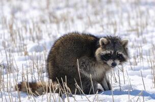 Close Up Racoon photo