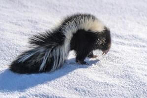 Skunk in Winter Canada photo