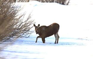 Moose in Winter Canada photo