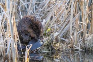 Close Up Beaver photo