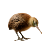 ai generado kiwi pájaro No antecedentes png