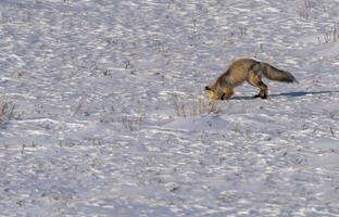 Fox Hunting Canada photo