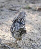 Ruffed Grouse Saskatchewan photo