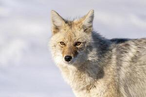 pradera coyote Canadá foto