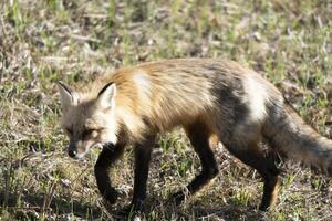 Fox Hunting Canada photo