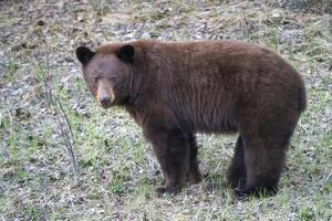 Cinnamon Black Bear photo