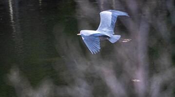 Blue Heron in Flight photo