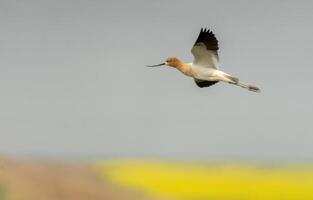 Avocet in Flight photo