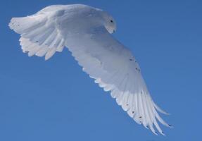 Snowy Owl Winter photo