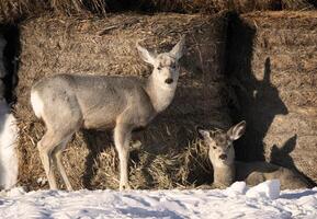 Prairie Deer Saskatchewan photo