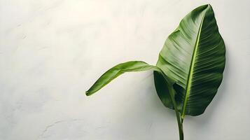 AI generated a large green leaf on a white wall photo