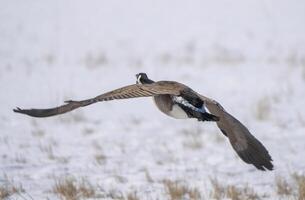 Canada Goose Saskatchewan photo