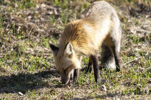 Fox Hunting Canada photo