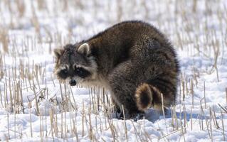 Close Up Racoon photo