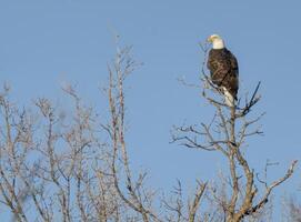 Bald Eagle Canada photo