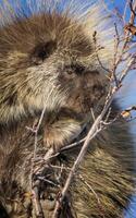 Porcupine Close Up photo