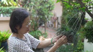 mayor asiático mujer poda muerte hojas de plantas en jardín video