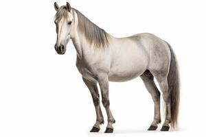 AI generated Horse isolated on white background photo