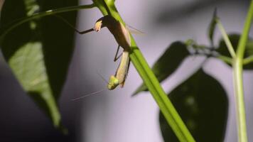 proche en haut de une mante sur une branche de une le Chili plante video