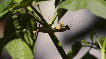 proche en haut de une mante sur une branche de une le Chili plante video