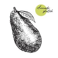 Avocado slice vector. Hand drawn sketch of ripe tropical fruit. Piece of peeled fresh avocado. Tasty healthy food, garden vegetable outline. Monochrome illustration isolated on wihte vector