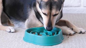 dog eats dry food from a blue bowl for slow feeding at home , lying on rug video