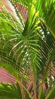 palm bomen Aan terracotta muur achtergrond video