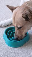 tigela para lento alimentando. cachorro come seco Comida a partir de uma azul tigela às casa , deitado em tapete video
