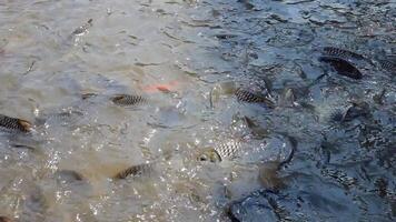 erziehen frisches Wasser Tilapia zum Handel im das landwirtschaftlich Industrie System, Tilapia und Wels Fisch Schwimmen im Teich, Fisch Gruppe im Wasser von Teich zum füttern, Fütterung Brot ein Fisch im Wasser video